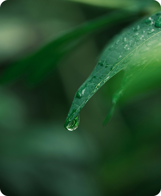 Environmental Policy